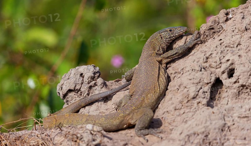 Nile Monitor, (Varanus niloticus), animal, animals, reptile, reptiles, lizard, lizards, Marakissa River Camp Canoe tri, Marakissa, South Bank, Gambia