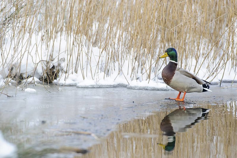 Mallard (Anas platyrhynchos) male on ice, Lower Saxony, Germany