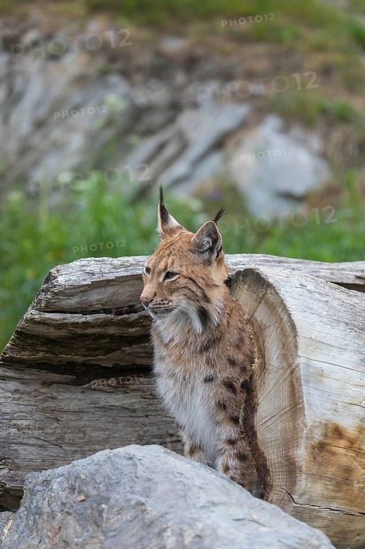One Eurasian lynx, (Lynx lynx), hiding in a splittet log, only the head can be seen