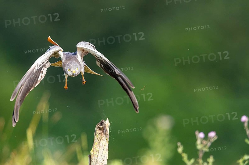 Montagu's harrier (Circus pygargus) ml Germany
