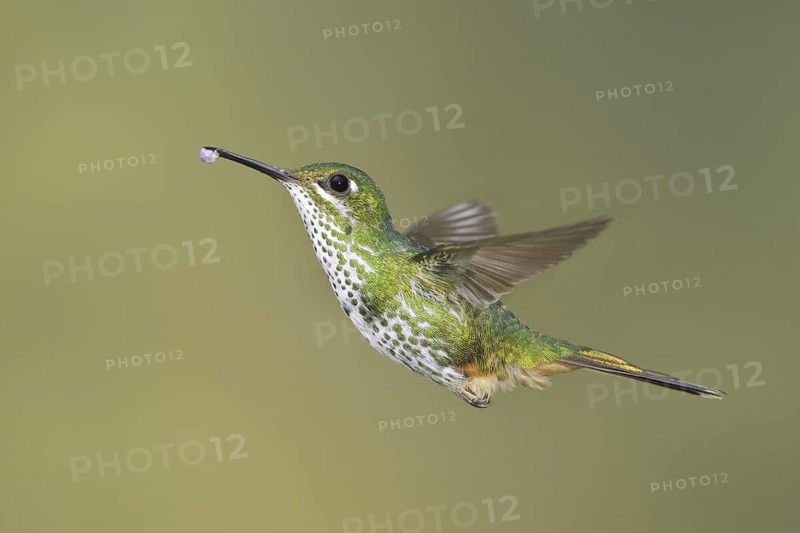 Booted Racket-tail (Ocreatus underwoodii), Ecuador