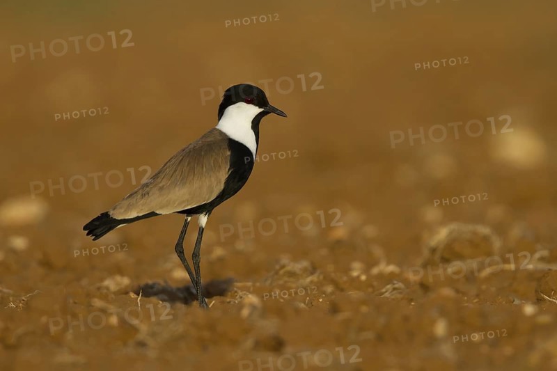 Spur-winged Lapwing (Vanellus spinosus), Cyprus