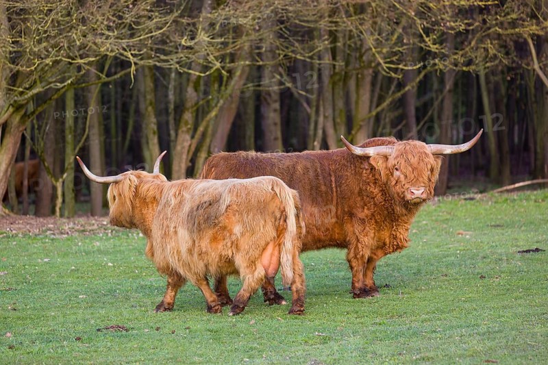 One Highland bull and a cow (Bos (primigenius) taurus) stand on a pasture