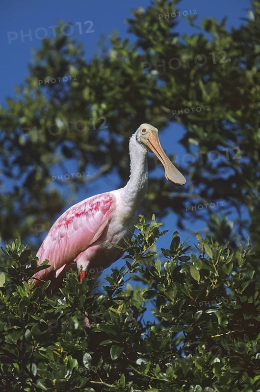 Roseate Spoonbill (Platalea ajaja), Florida, USA