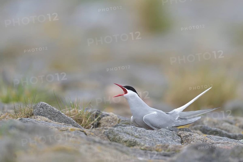 Arctic Tern (Sterna paradisaea) calling, Schleswig-Holstein, Germany
