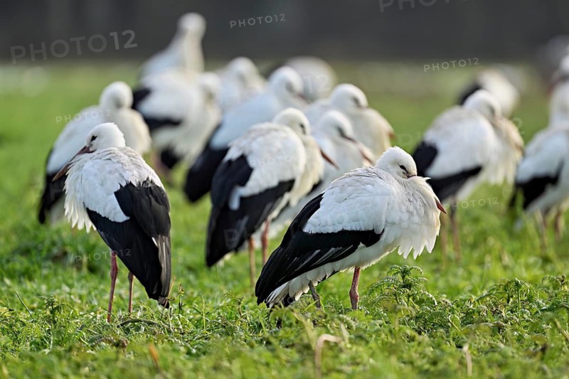 White storks (Ciconia ciconia), large flock standing in a meadow, Flachsee, Canton Aargau, Switzerland