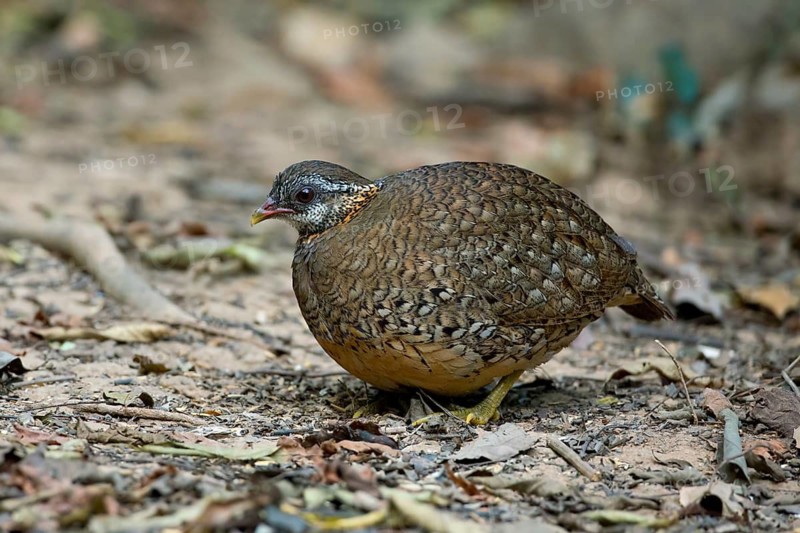 Green-legged Partridge (Arborophila chloropus), Kaeng Krachan, Thailand