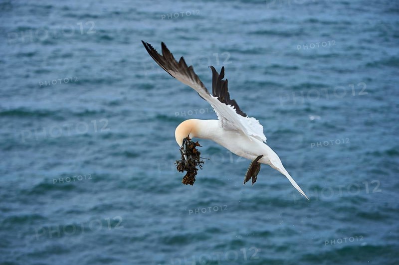 Northern gannet (Morus bassanus) flying over the sea with rivet material in the beak, wildlife, Helgoland, Germany