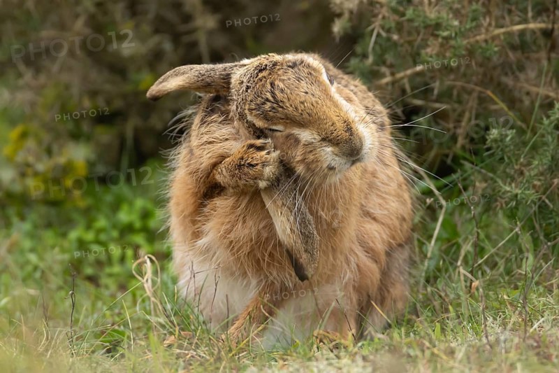 European brown hare (Lepus europaeus) adult animal washing its ear in grassland, England, United Kingdom