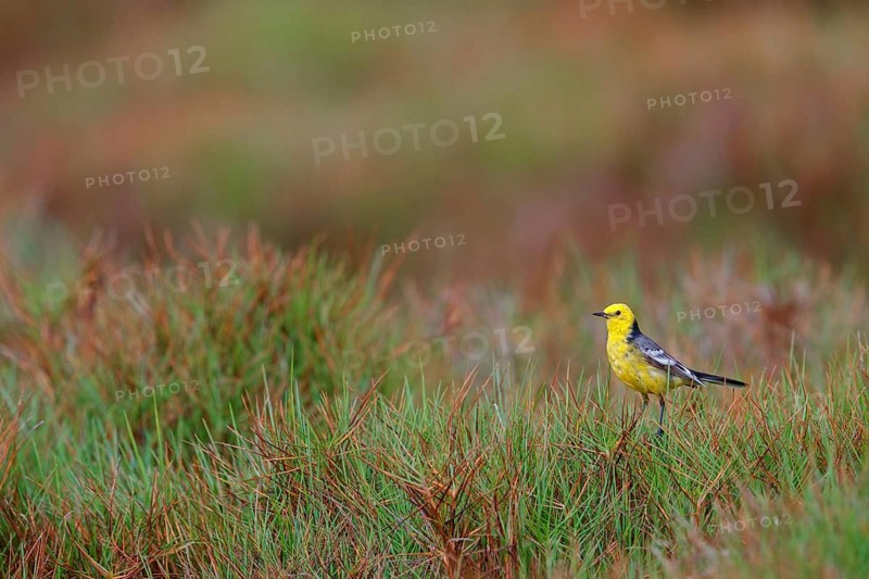 Citrine wagtail, (Motacilla citreola), foraging in a biotope, Middle East, Oman, songbird, family of stilts and pipits, Raysut, Salalah, Dhofar, Oman