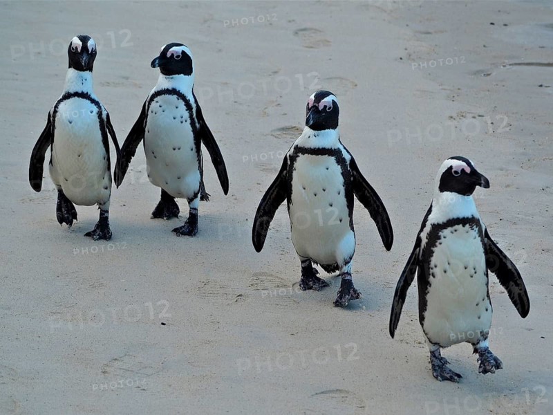 Spectacled penguin (Spheniscus demersus)