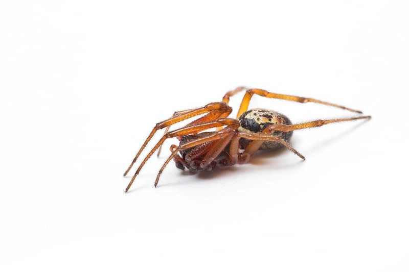 Noble False Widow (Steatoda nobilis), adult male on white background, Galicia, Spain