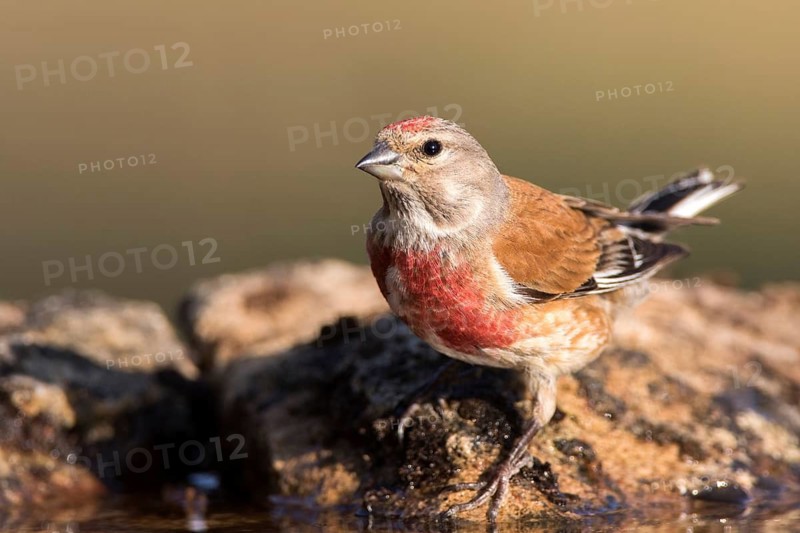 Common Linnet (Linaria cannabina) male, Castile and Leon, Spain