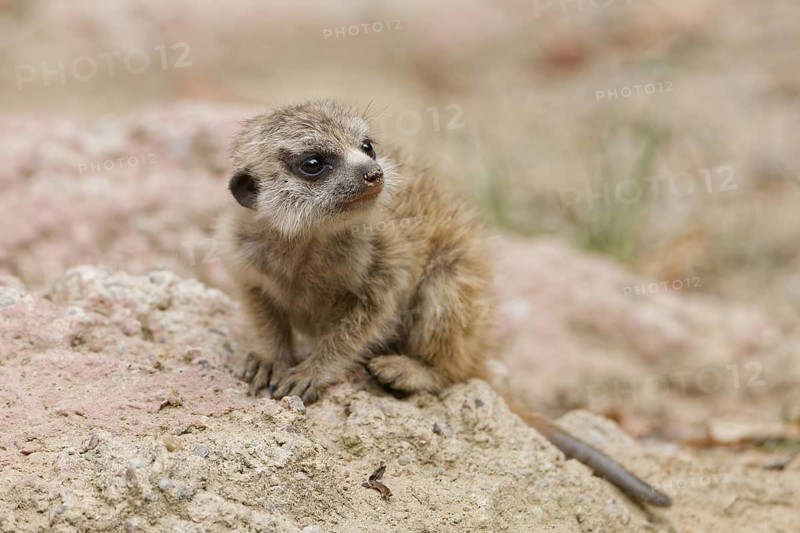 Close-up of a young meerkat in its natural habitat, Poland