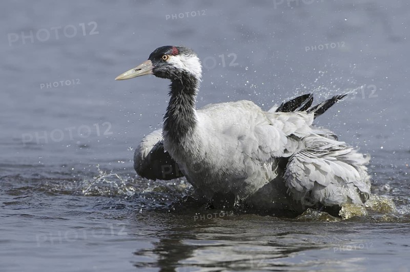 Common Crane (Grus grus) bathing, Vaestergoetland, Sweden