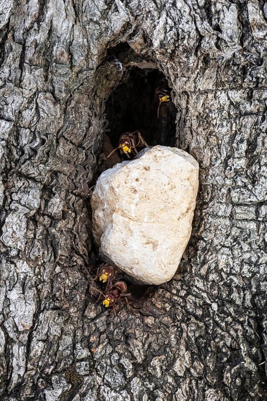 Hornets (Vespa crabro) at the nest entrance in an olive tree, Sicily, Italy