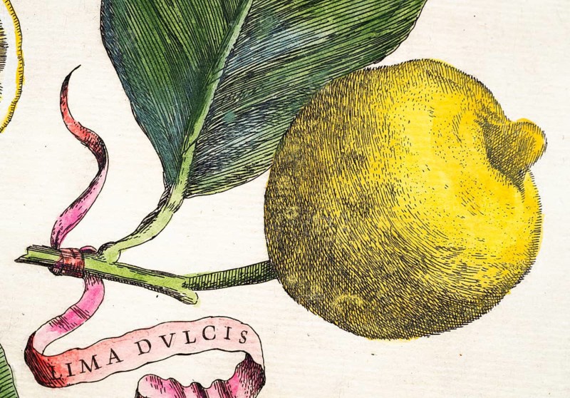 Lemon on a branch with leaf and decorative banner Lima Dulcis, citrus fruit, hand-colored copper engraving from Giovanni Baptista Ferrari Hesperides, Sive, de Malorum Aureorum Cultura et Usu Libri Quatuor, Rome, 1646