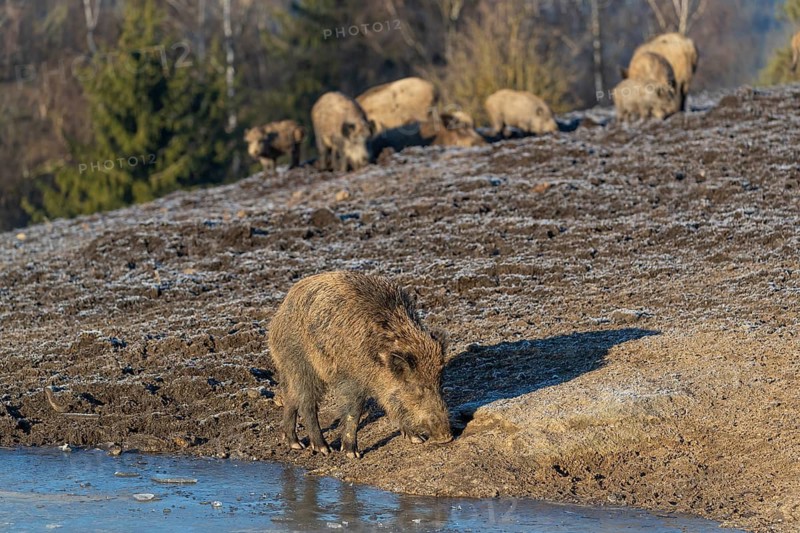 One young wild boar or wild pig (Sus scrofa) searching for food on a hoar frosted opening near a pond in early morning light