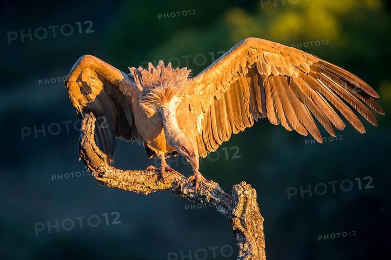 Griffon Vulture (Gyps fulvus) perched on a tree branch, Andalusia, Spain
