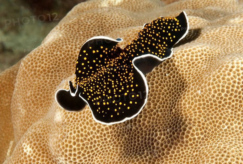 Golden-spotted flatworm (Thysanzoon nigropapilosus) Yellow-spotted whirlpool worm Golden-spotted marine whirlpool worm, Pacific Ocean, Yap Island, Yap State, Caroline Islands, FSM, Federated States of Micronesia, Australia