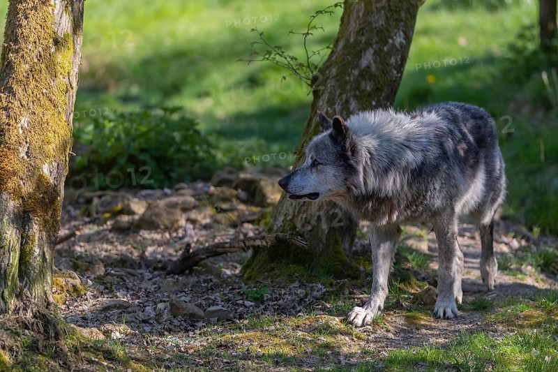 One Timberwolf, Canis lupus lycaon, standing in an opening of a forest on green grass in bright sunlight