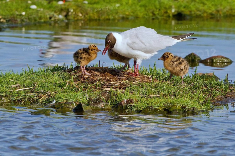 Black-headed Gull (Chroicocephalus ridibundus) with chicks at nest, Texel, Netherlands