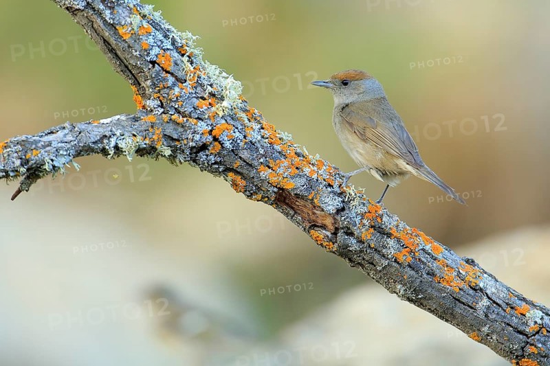 Eurasian Blackcap (Sylvia atricapilla) female perched on lichen branch, Andalusia, Spain