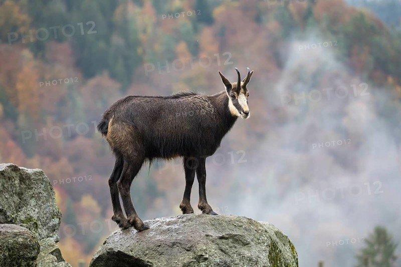 One chamois standing on rocks, autumnal colors of a forest in the distant background