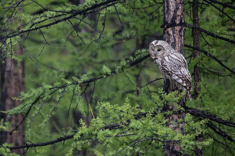 Ural Owl (Strix uralensis yenisseensis) perched in tree, Lake Khuvsgul, Mongolia
