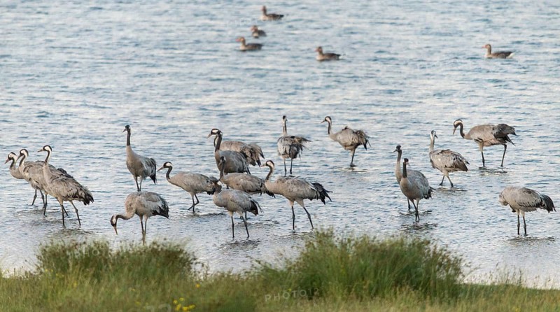 Crane, grus grus, crane, birds, gruidae, gruiformes, crane birds, sleeping community, sleeping place, waitbirds, birds
