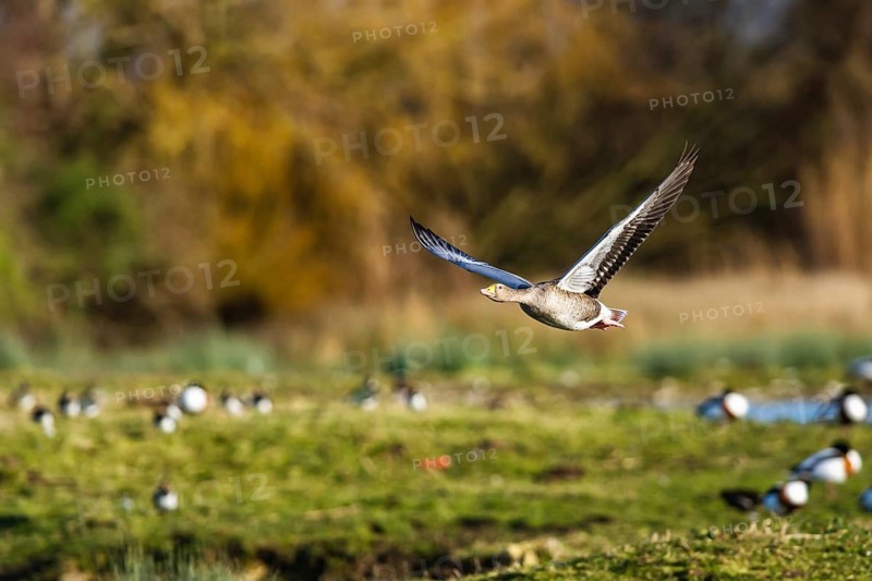 Greylag Goose, Anser anser, bird in flight over winter marshes