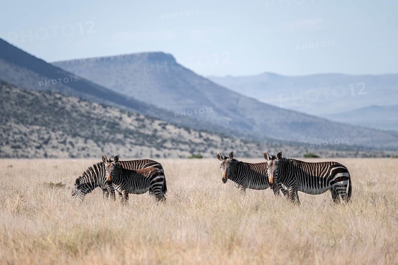 Herd, Cape Mountain Zebra (Equus zebra zebra), adult animal, Mountain Zebra National Park, Eastern Cape, South Africa