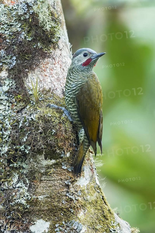 Grey-crowned Woodpecker (Colaptes auricularis) perched on a branch in Oaxaca, Mexico