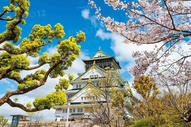 Osaka castle with blooming cherry trees in the park, Osaka Castle Park, Chuo-ku, Osaka, Japan