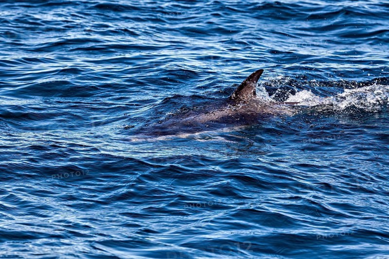 A dolphin swims just below the surface in the sea, the Clymene dolphin (Stenella clymene) near Puerto Madryn in Argentina