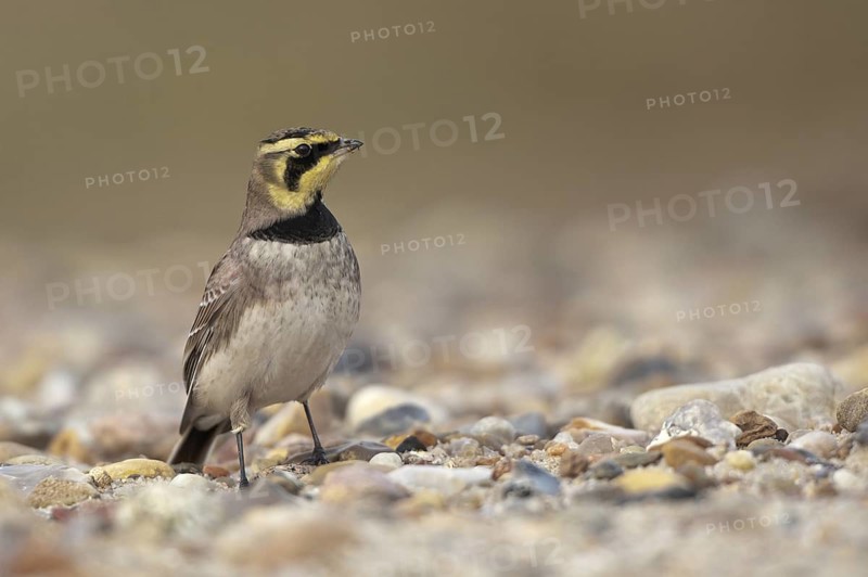 Horned Lark (Eremophila alpestris), Schleswig-Holstein, Germany