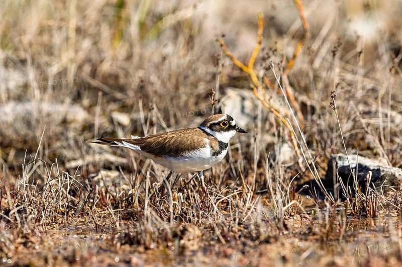 Little ringed plover (Thinornis dubius) standing among dry grass in a natural habitat in spring