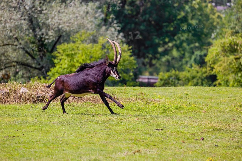 A male Sable antelope, Hippotragus niger runs across a hilly green meadow at a forest edge