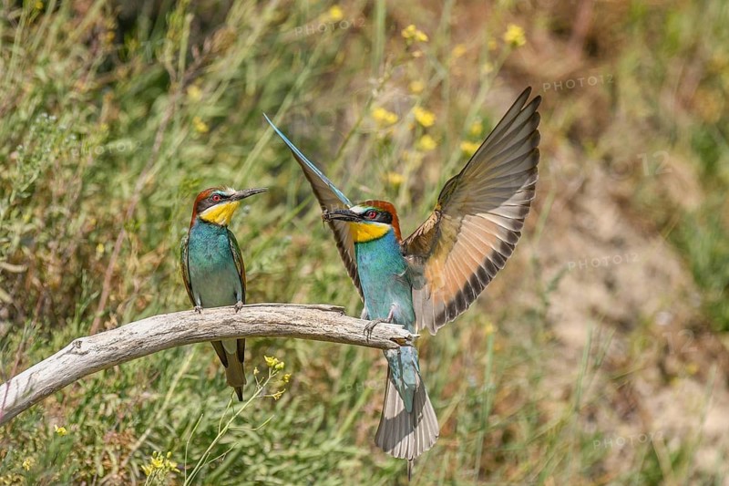 European bee-eaters in courtship display in spring. Europe, Germany