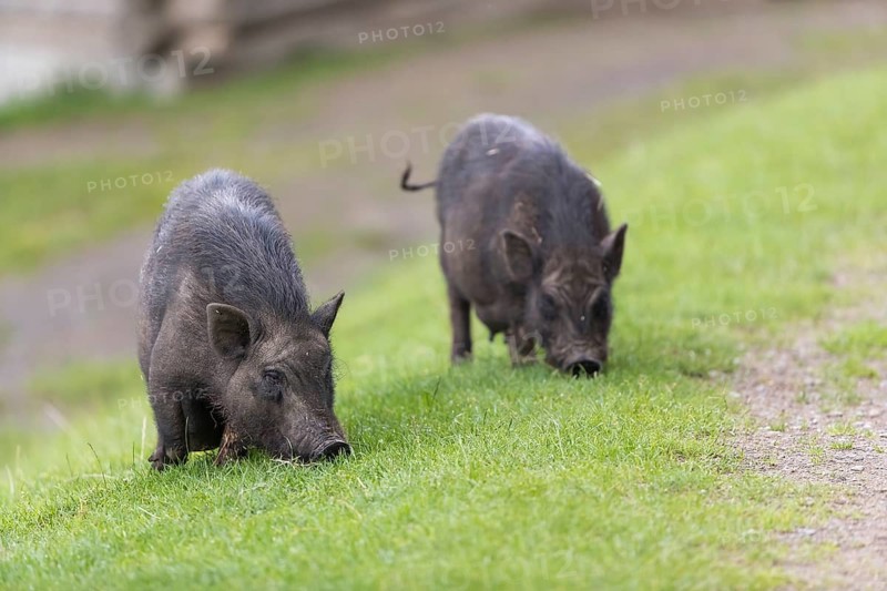 Two adult pigs, Vietnamese Pot-bellied, Sus scrofa f. domestica, standing on a meadow and feeding on grass