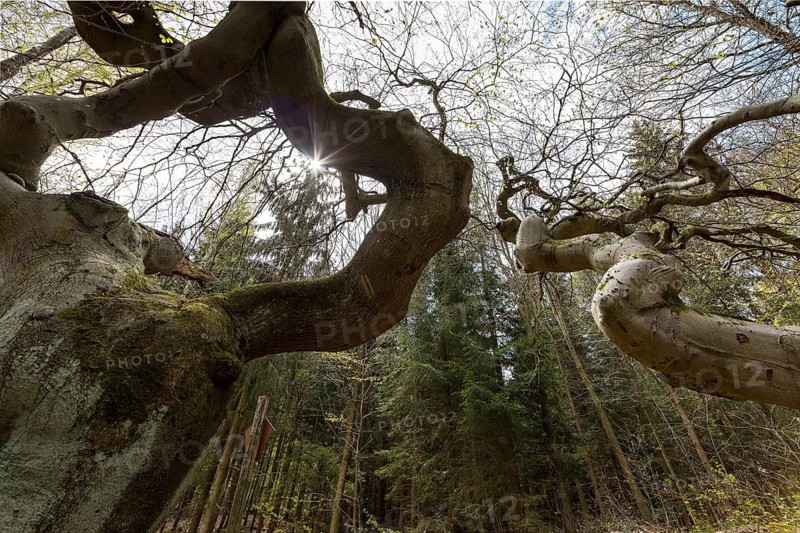 Süntelbuchen, copper beech (Fagus sylvatica), Tharandt Forest, Saxony, Germany
