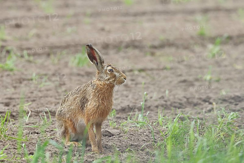 European hare (Lepus europaeus) sitting on a freshly harrowed field, North Rhine-Westphalia, Germany