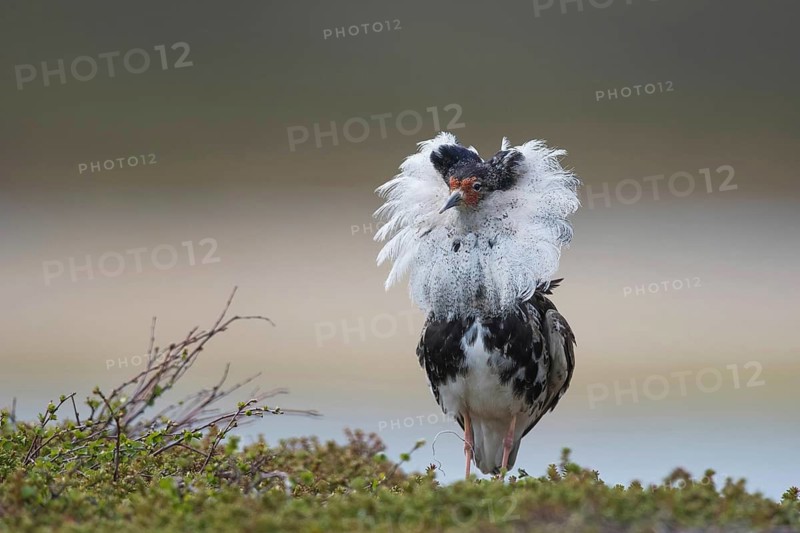 Ruff (Philomachus pugnax), male, courtshiping, North Norway, Varanger, Norway
