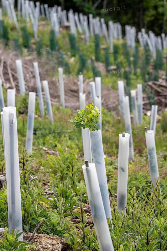 Reforestation in the forest above the Aggertalsperre, near Bergneustadt, Oberbergischer Kreis, planting of oaks, tubes as browsing protection, to protect against wild animals, on the site of a spruce forest that had died and been felled due to heavy bark beetle infestation, North Rhine-Westphalia, Germany