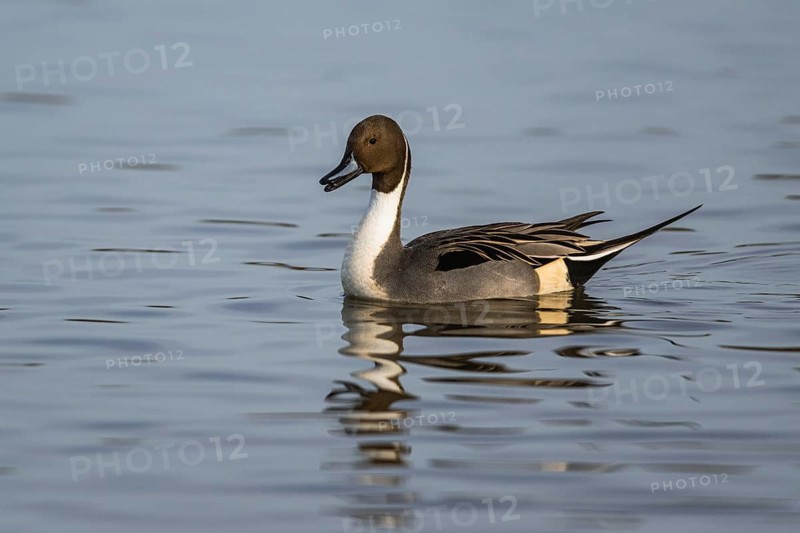 Northern Pintail, Anas acuta, male on winter marshes