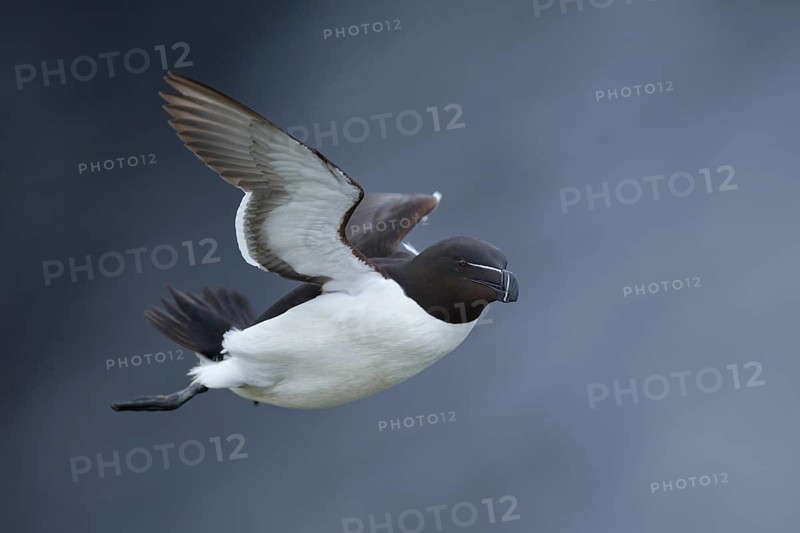 Razorbill (Alca torda islandica) flying, Iceland