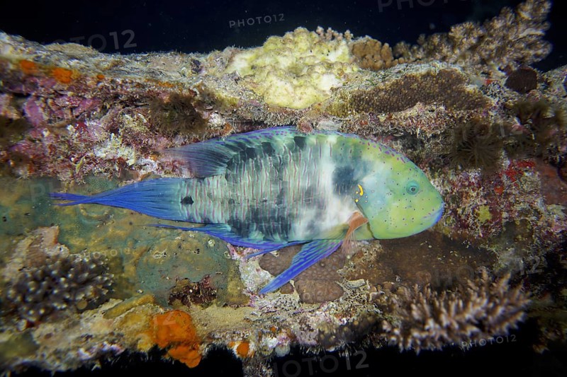 Broomtail wrasse (Cheilinus lunulatus)