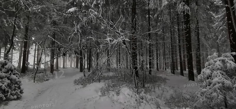 Thick snow covers a forest, creates a calming and subdued lighting atmosphere, hiking in winter, Rennsteig, Thuringian Forest nature park Park