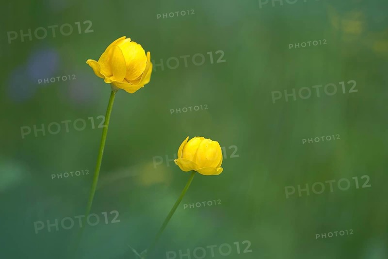 Budabin seed, buttercup, butter ball, butterrose, globe flower, goldhead, buttercup, ball ranunculus, ranunculaceae, trollflower, trollius europaeus, flora, plants, plants
