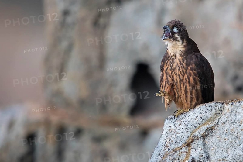 Eleonora's Falcon (Falco eleonorae) female calling, perched on a ledge, Sardinia, Italy